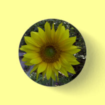 Sunflower, Old Orchard Beach, Maine buttons