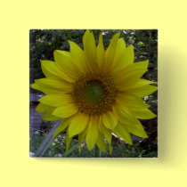 Sunflower, Old Orchard Beach, Maine buttons