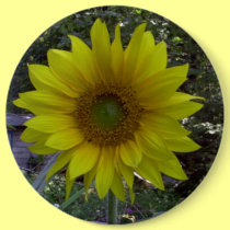 Sunflower, Old Orchard Beach, Maine buttons