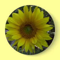 Sunflower, Old Orchard Beach, Maine buttons