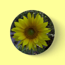 Sunflower, Old Orchard Beach, Maine buttons