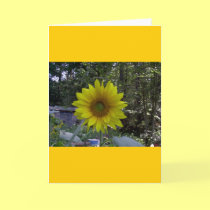 Sunflower, Old Orchard Beach, Maine cards