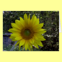 Sunflower, Old Orchard Beach, Maine cards