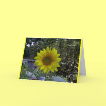 Sunflower, Old Orchard Beach, Maine cards