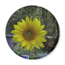 Sunflower, Old Orchard Beach, Maine magnets