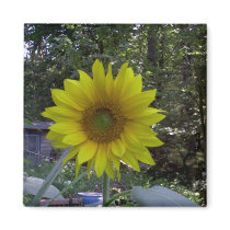 Sunflower, Old Orchard Beach, Maine magnets