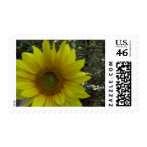Sunflower, Old Orchard Beach, Maine postage