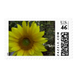 Sunflower, Old Orchard Beach, Maine Postage Stamp