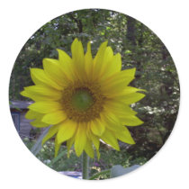 Sunflower, Old Orchard Beach, Maine stickers