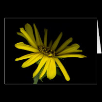 Sunflower on Black - Greeting Card cards