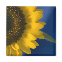Sunflower on Blue magnets