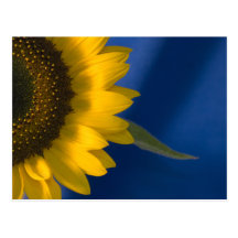 Sunflower on Blue Post Card