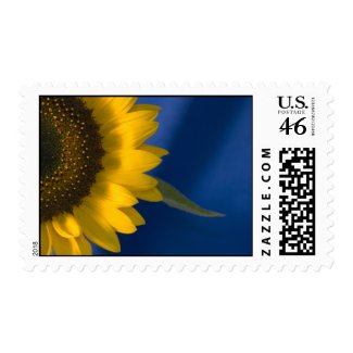 Sunflower on Blue Postage Stamp
