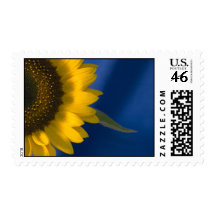 Sunflower on Blue Postage Stamp