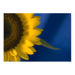 Sunflower on Blue Poster Print