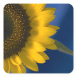 Sunflower on Blue Square Sticker