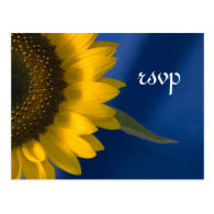 Sunflower on Blue Wedding RSVP Response Postcard