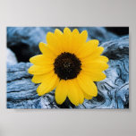Sunflower on Burled Log posters