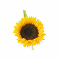 Sunflower On White Background photo sculptures