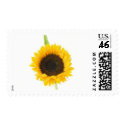 Sunflower On White Background postage