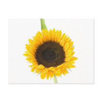 Sonnenblume auf weißem Hintergrund postkarten
