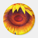 Sunflower Painting Art - Multi Refrigerator Magnets