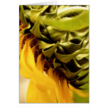Sunflower Petals Greeting Cards