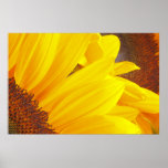Sunflower Petals Poster