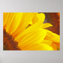 Sunflower Petals Poster
