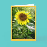 Sunflower photo greeting card cards
