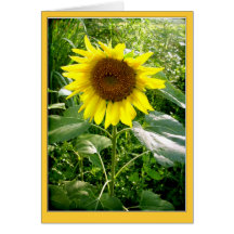 Sunflower photo greeting card