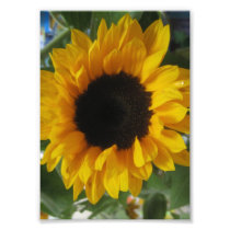Sunflower Photographic Print