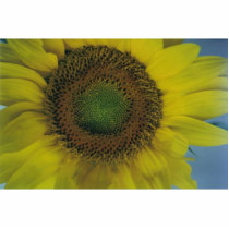 sunflower photo sculptures