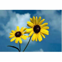 Sunflower photo sculptures by animalpark Sunflower photo sculptures