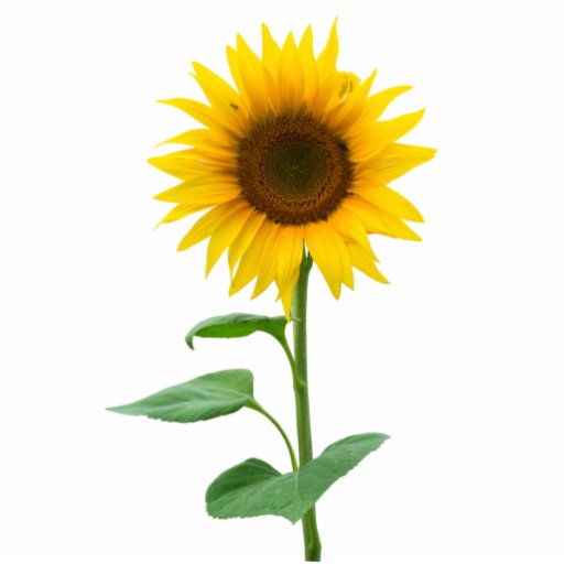 Sunflower Acrylic Cut Out