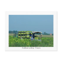 Sunflower picking, Croatia 2008 postcards