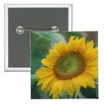 Sunflower Pins