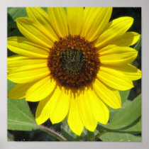 Sunflower Plant Poster