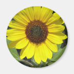Sunflower Plant Round Magnet
