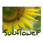 Sunflower Post Card