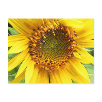 Sunflower,Post card postcards