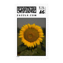 Sunflower postage
