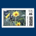 Sunflower postage