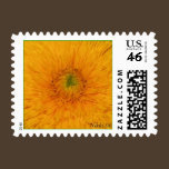 Sunflower Postage Stamp stamps