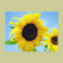 Sunflower postcards by tina626 Sunflower postcards