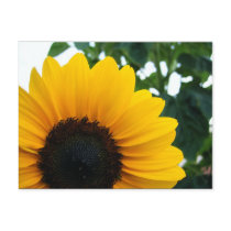 Sunflower postcards by princessklb07 Sunflower postcards