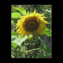 Sunflower Postcard postcards