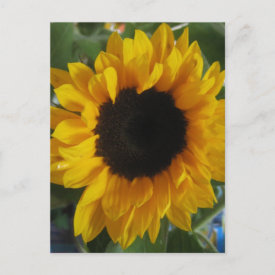 Sunflower postcard