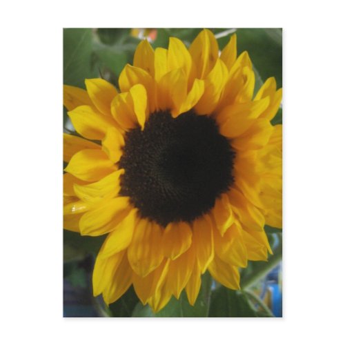 Sunflower postcard