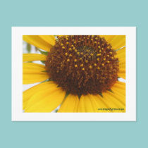 Sunflower Postcard postcards